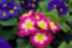 Primrose