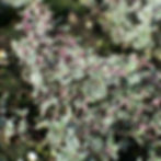 Silver Thyme
