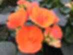 Begonia x hiemalis
