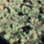 Kale "Peacock Red"