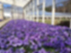 Pansy