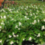 Begonia "Baby Wing White"