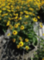 Rudbeckia "Early Bird"