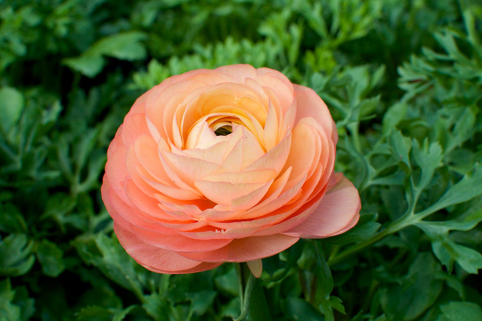 Ranunculus
