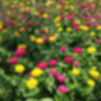 Mixed Zinnias