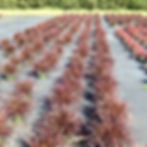 Pennisetum setaceum Rubrum