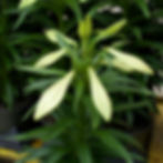 Easter Lily