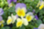 Viola
