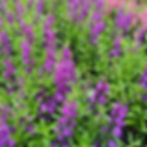 Angelonia