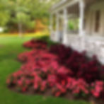 Mixed Garden Planting