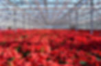 Poinsettia