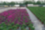 Petunia "Purple Wave"