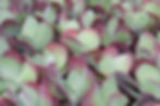 Kalanchoe "Flapjack"