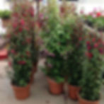 Fuchsia Column
