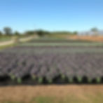 Field of Assorted Kale and Cabbage