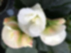 Begonia x hiemalis