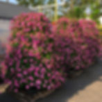 Garsy Tower, Wave Petunia