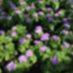 Ageratum