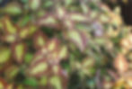 Coleus "Saturn"