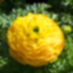 Ranunculus