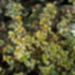 Golden Thyme