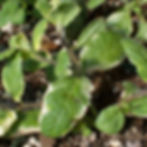 Pineapple Mint