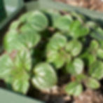 Greek Oregano