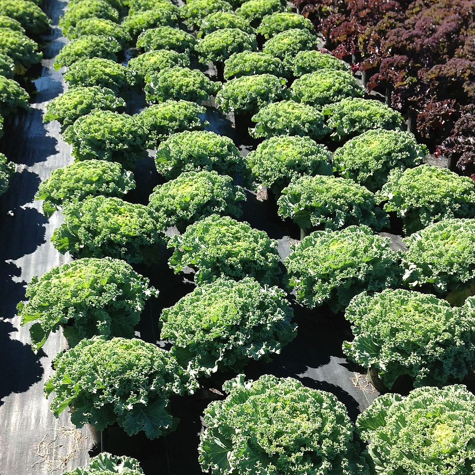 Kale "Emperor White"
