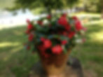 Begonia "Dragon Wing" Red