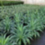 Agave "Lurida"