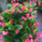 Begonia "Big Rose"