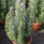 Rosemary