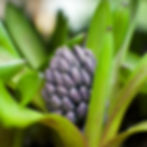 Hyacinth