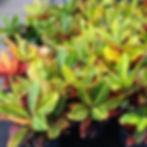 Croton Petra