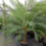 Date Palm