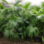Chinese Fan Palm