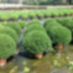 Garden Mum