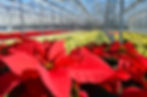 Poinsettia