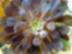 Aeonium