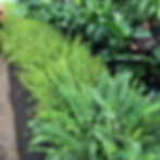 Kimberly Fern
