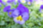 Viola