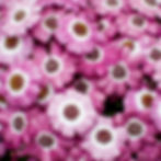 Senetti Cineraria