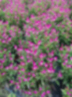 Celosia "Intenz"