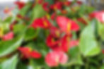 Anthurium