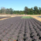 Red Cabbage