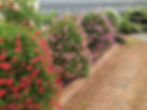 Balcon Geranium Columns