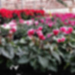 Cyclamen