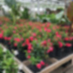 Mandevilla Bush (Dipladenia)