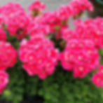Geranium "Strawberry Sizzle"