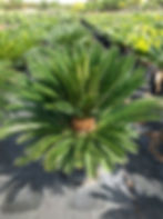 King Sago Palm